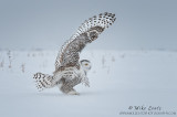 Snowy owl one wing up 