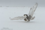 Snowy Owl talons down