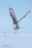 Snowy Owl V formation 