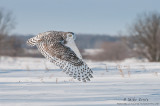 Snowy Owl wings low