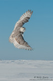 Snowy Owl wings open 
