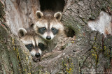 Racoon babies in old stump