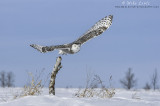 Snowy Owl bursts off birch