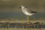 Lesser Yellowlegs