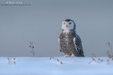 Snowy owl alert on snow shelf 