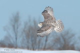 Snowy owl banking across field