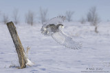 Snowy Owl burst off post sideways