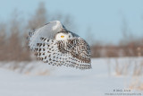 Snowy owl flamenco 