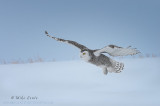 Snowy Owl glides across snow