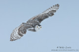 Snowy Owl incoming 