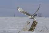 Snowy Owl log dive