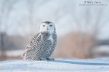 Snowy Owl roosting on snow 