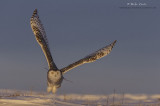 Snowy Owl sunset jump