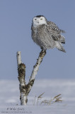 Snowy Owl verticle on birch 