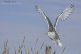 Snowy Owl Cattail burst