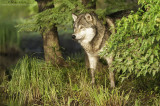 Wolf peeks through woods 