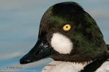 Common Goldeneye (details in the head)