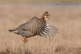 Prairie chicken jumps off Lek 