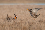 Prairie Chickens dueling on the Lek 