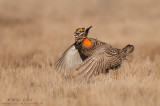 Prairie chicken about to jump