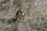 Short-eared Owl on prairie grass hillside