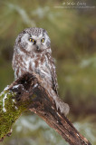 Boreal Owl on mossy log