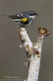 Yellow rumped warbler