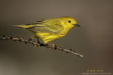 Yellow warbler