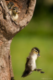 Wood duck babies leaving the nest