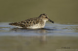 Least Sandpiper with grub