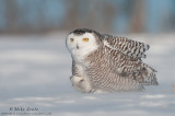 Snowy Owl walks through wind storm