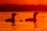 Loon family silhouetted