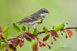 Yellow-rumped Warbler (female)on Crabapple branch