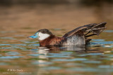 Ruddy-Duck stretching out