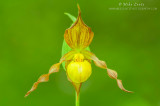 Yellow Ladyslipper