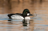 Common-Goldeneye-on-golden-pond