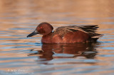 Cinnamon Teal (drake)