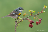 Yellow-rumped-warbler on emerging crabapple tree