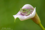 Tree frog in Calla-lilly