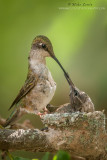 Ruby-throated Hummingbird feeds