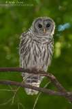 Juvenile Barred Owl in the woods
