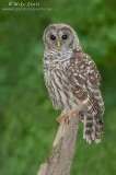 Barred-Owl on a stump