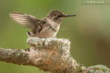 Ruby-throated Hummingbird about to fledge the nest