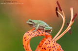 Copes Tree frog on asiatic orange lilly
