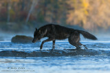 Gray Wolf crossing river in autumn 