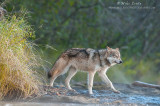 Wolf emerges from brush 
