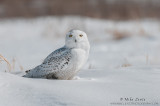 Snowy Owl of the bog 