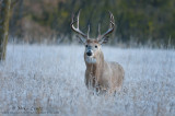 Bruiser in rut with swollen neck