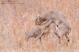 Procreation