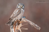 Northern Hawk Owl perched